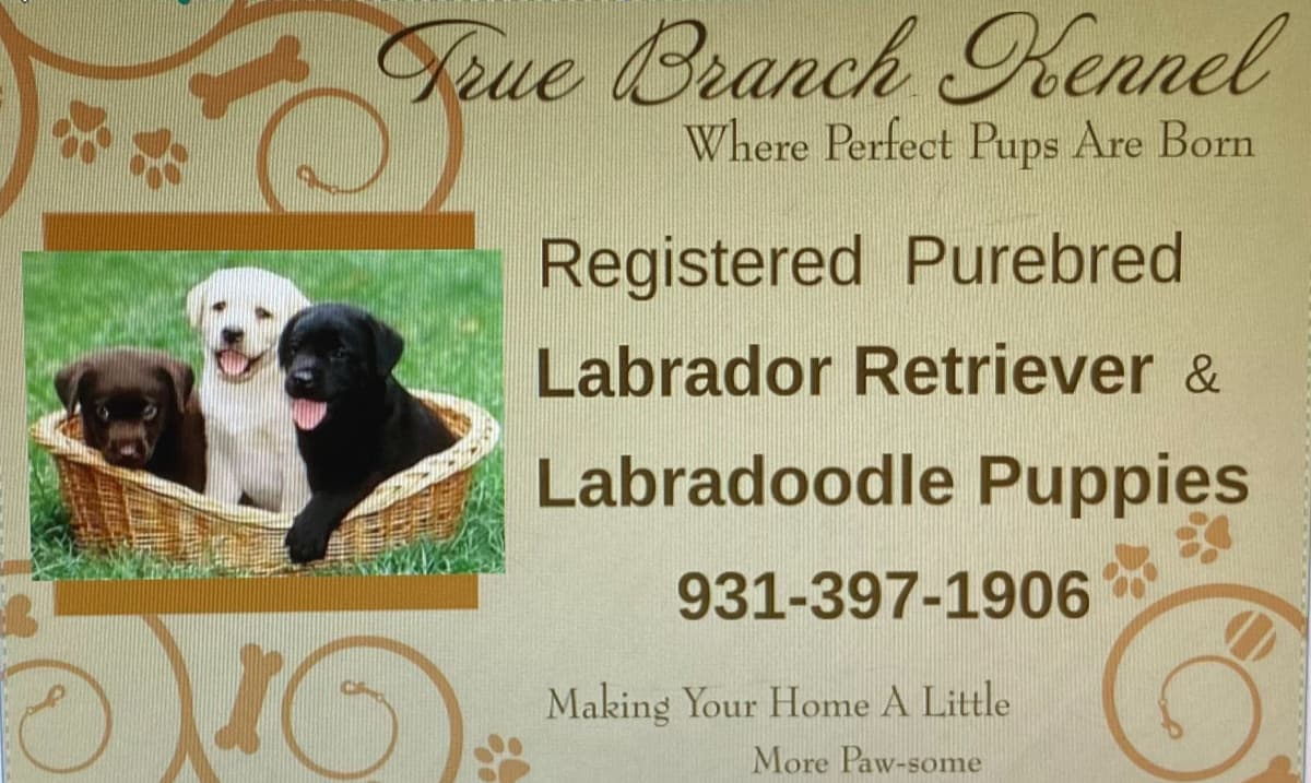 Labrador Retriever Puppies breeder image 1