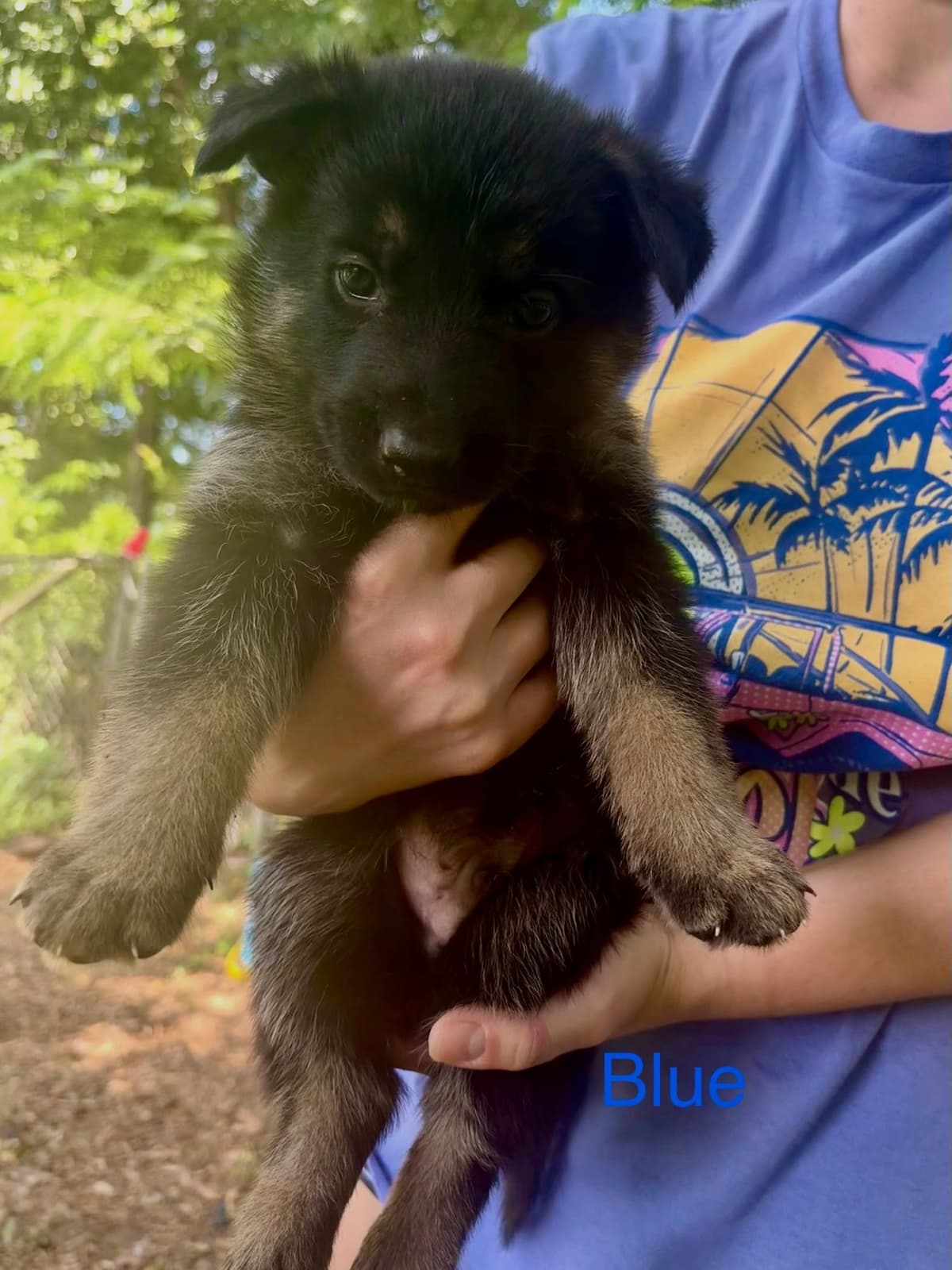German Shepherd Dog Puppies breeder image 7