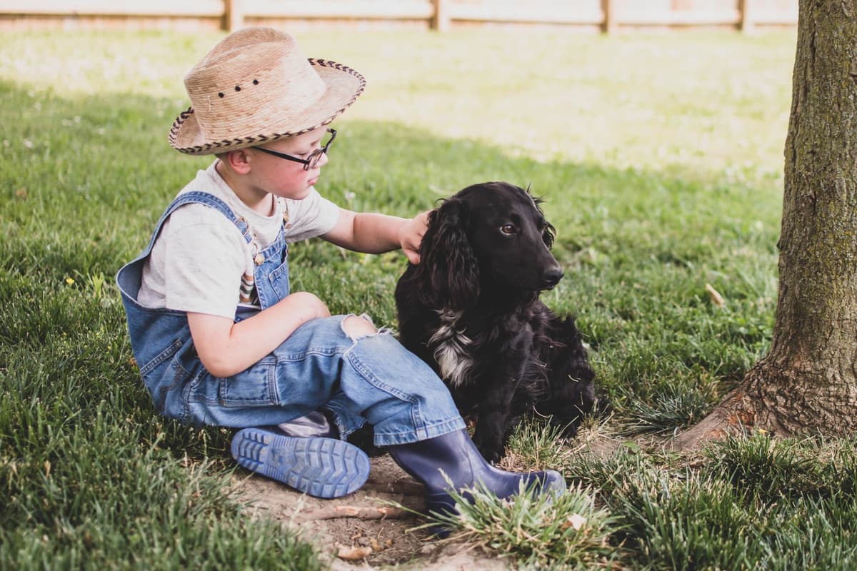English Cocker Spaniel Puppies breeder image 1