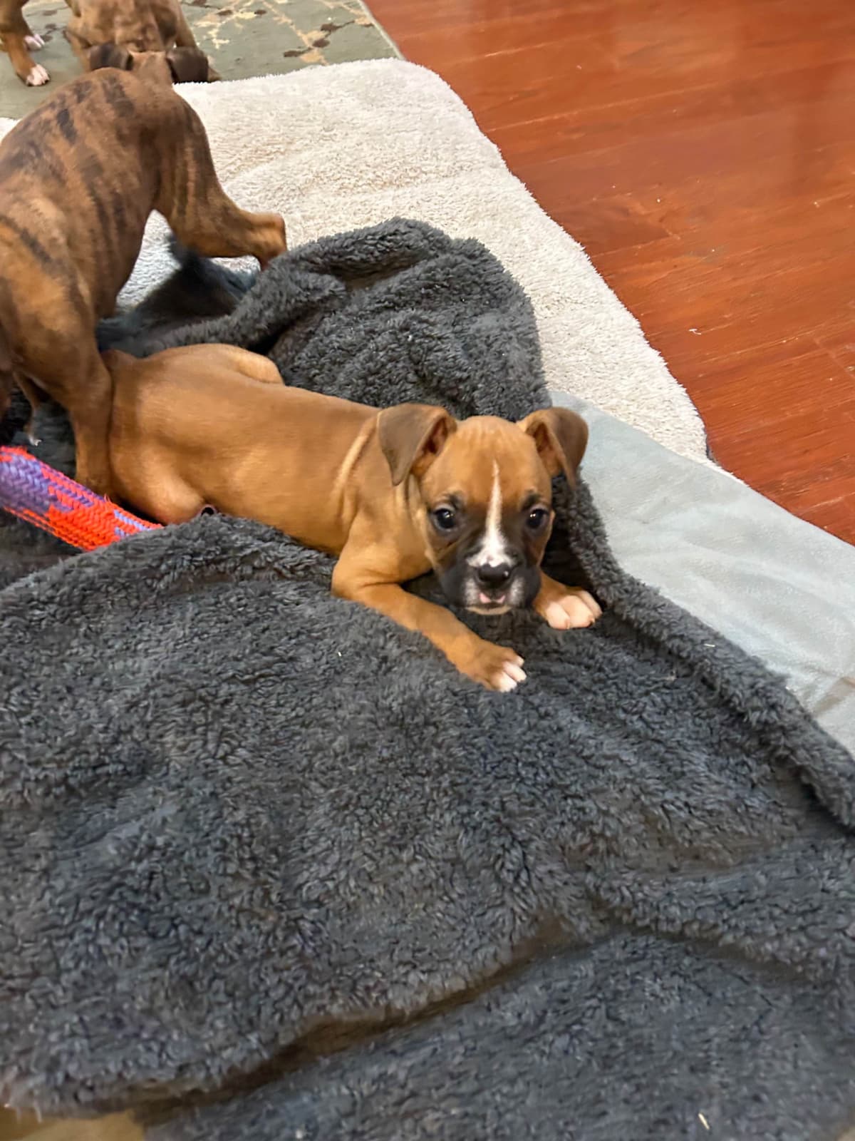 Boxer Puppies breeder image 4