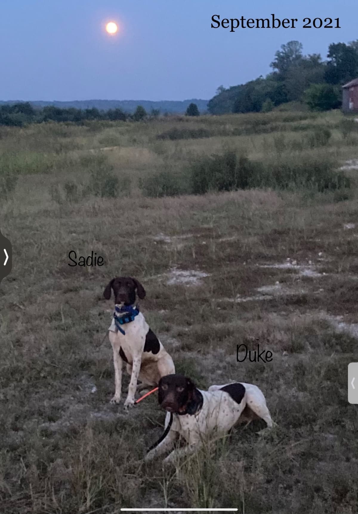 German Shorthaired Pointer Puppies breeder image 3