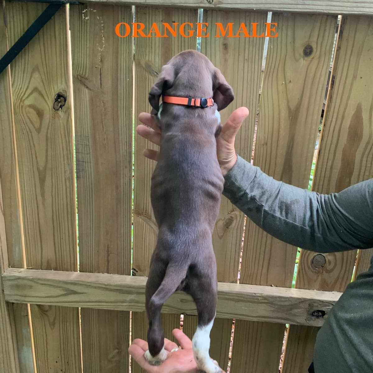 German Shorthaired Pointer Puppies breeder image 13