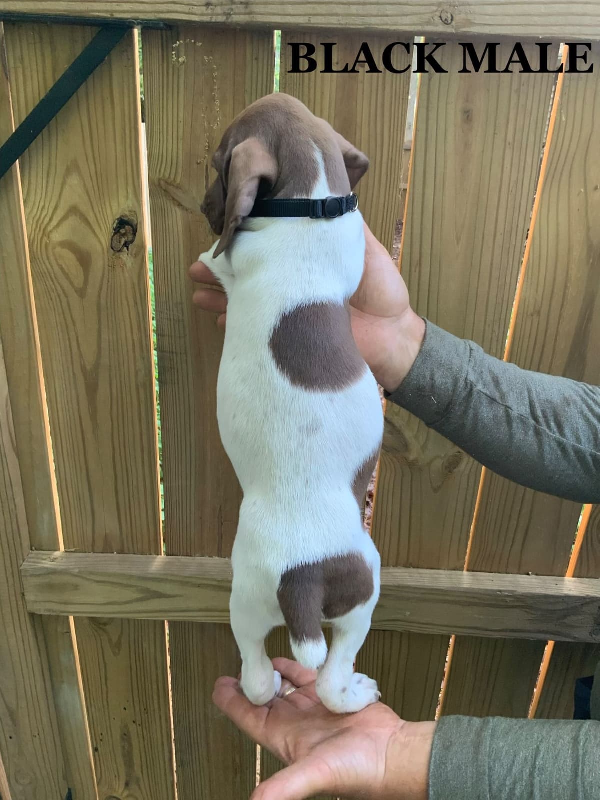 German Shorthaired Pointer Puppies breeder image 11