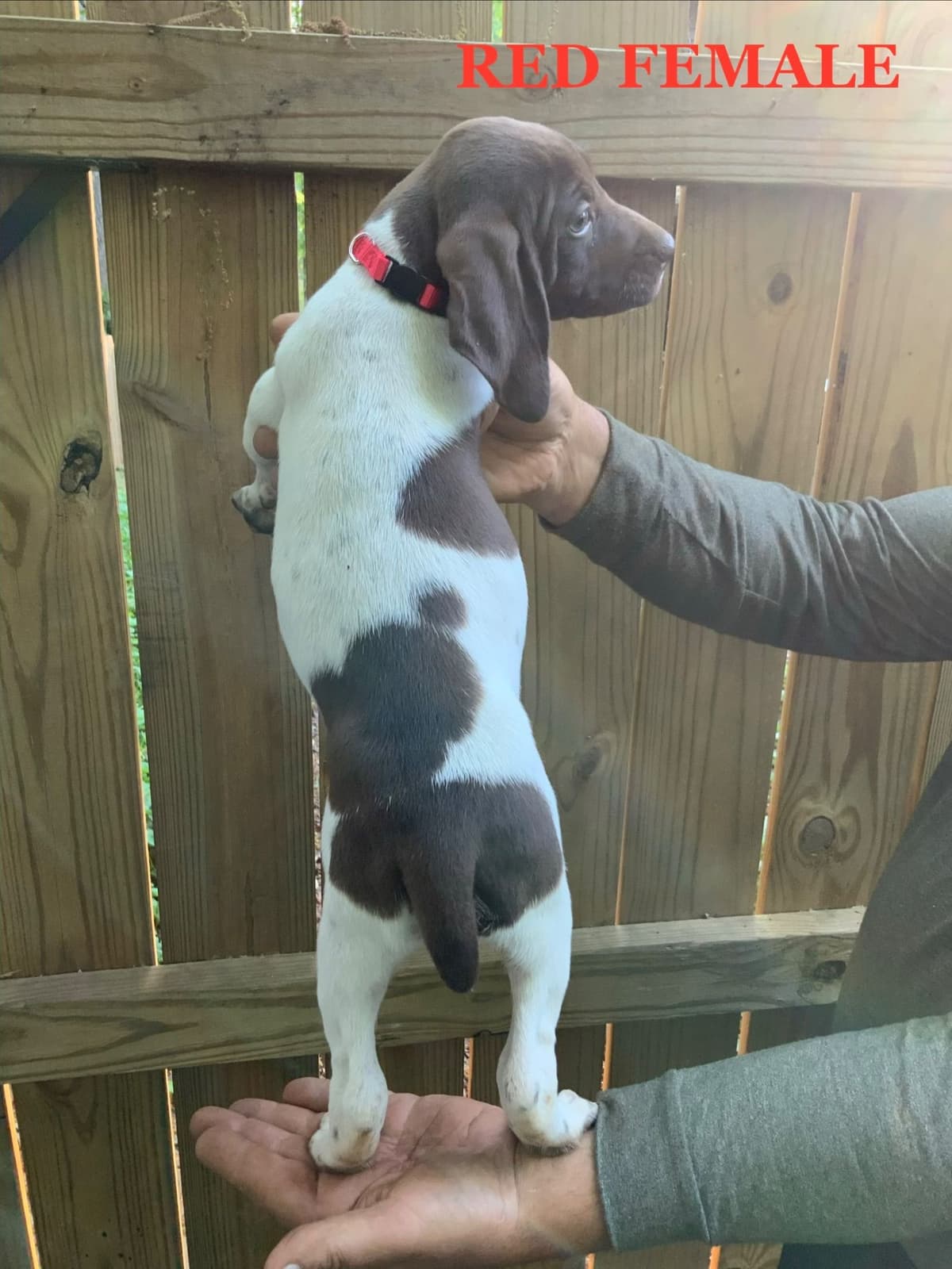 German Shorthaired Pointer Puppies breeder image 15