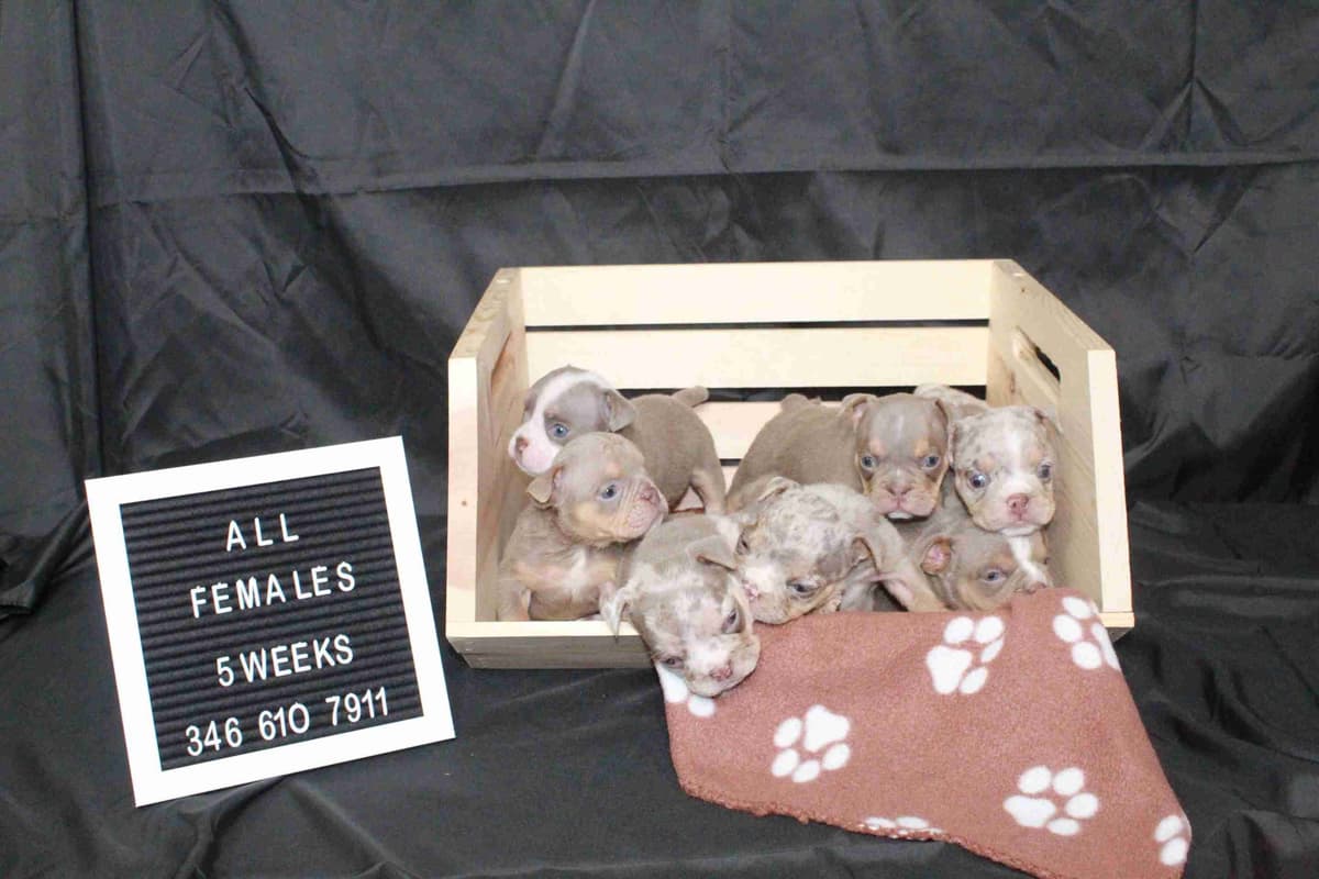 French Bulldog Puppies! breeder image 8