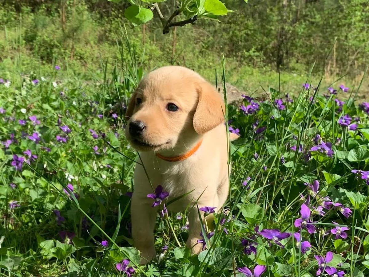 Labrador Retriever Puppies breeder image 9