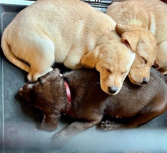 Labrador Retriever Puppies breeder image 3