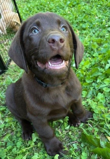 Labrador Retriever Puppies breeder image 13