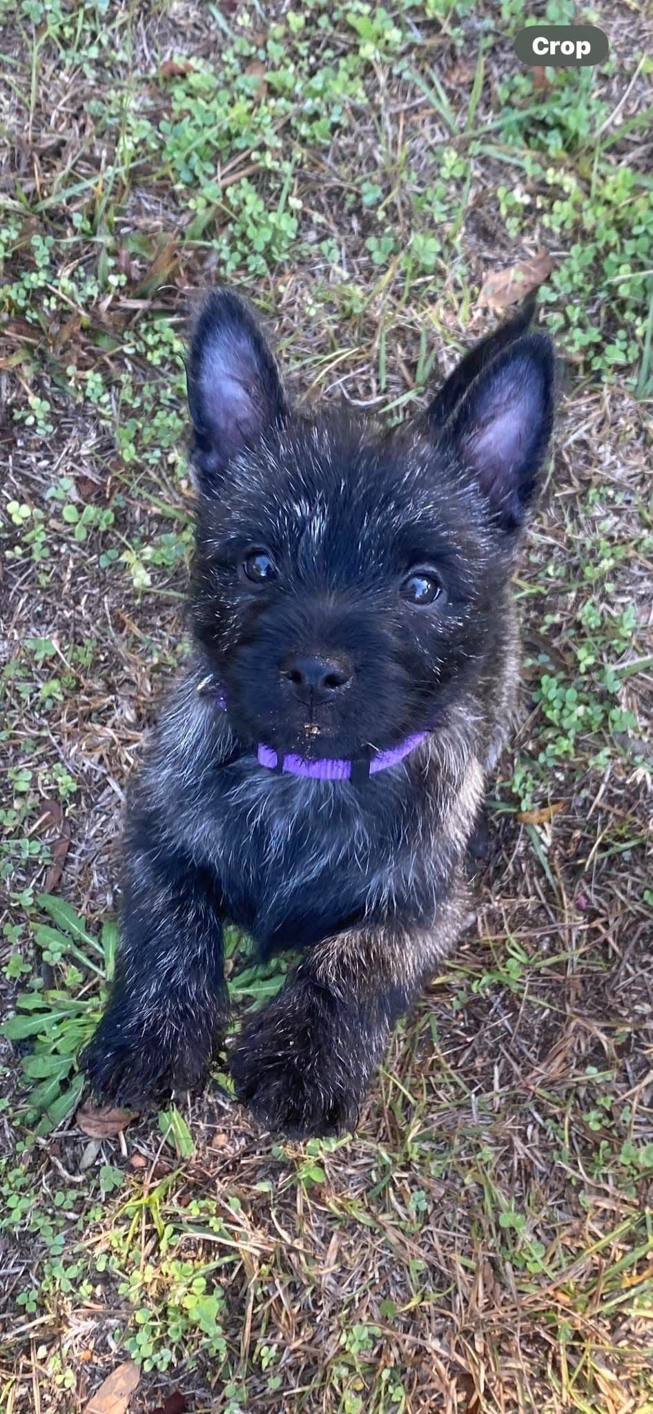 Cairn Terrier Puppies - Toto’s Two! breeder image 4