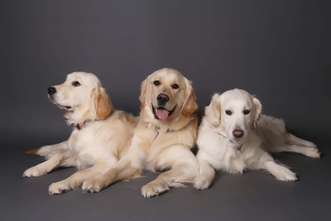 Golden Retriever Puppies breeder image 3