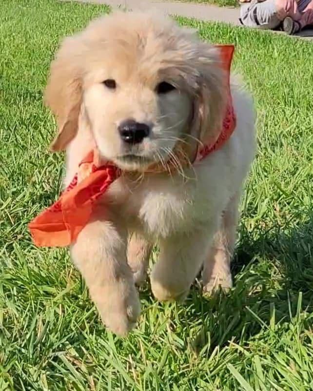 Golden Retriever Puppies breeder image 7