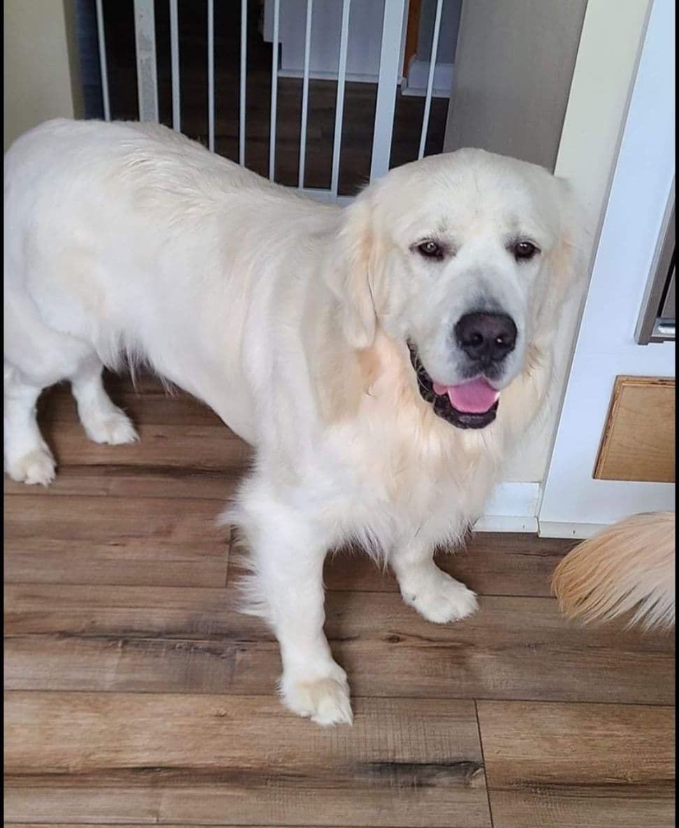 Golden Retriever Puppies breeder image 18