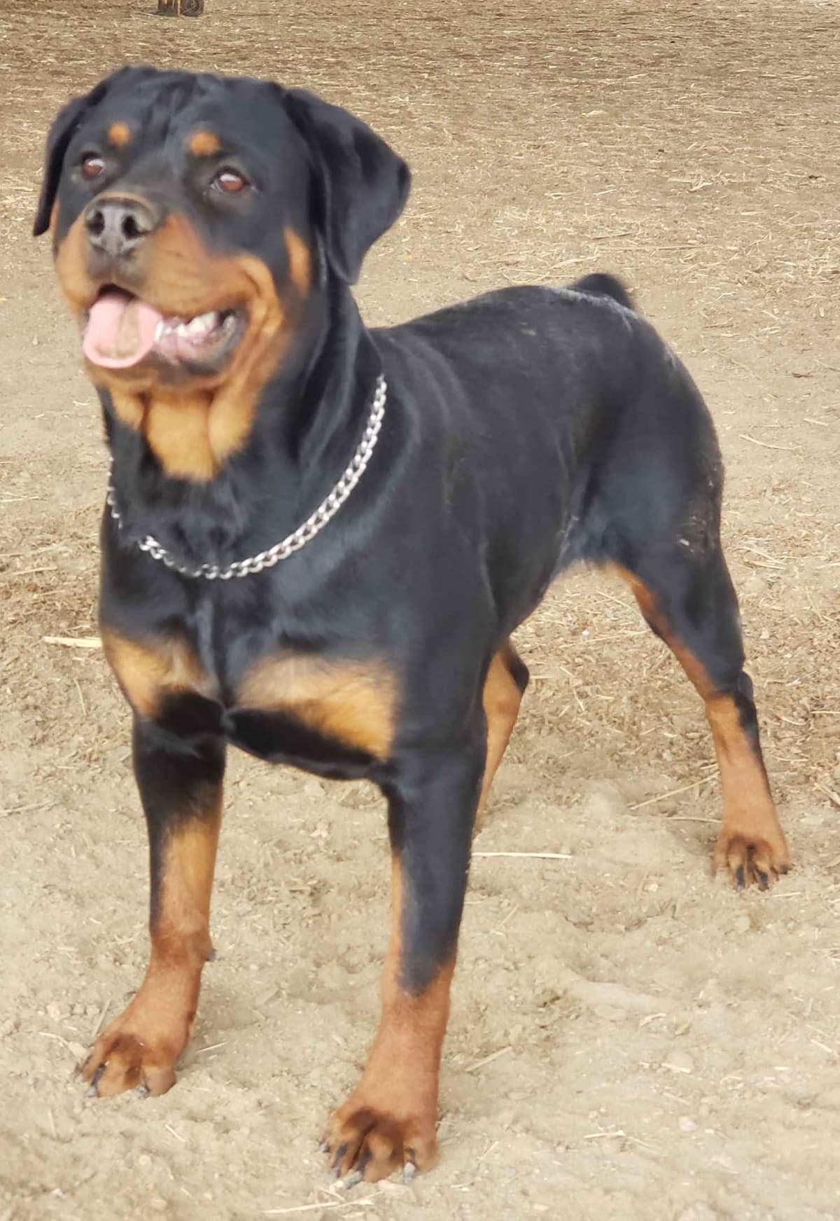 Rottweiler Puppies Kinders Royal Rotts bloodlines breeder image 5