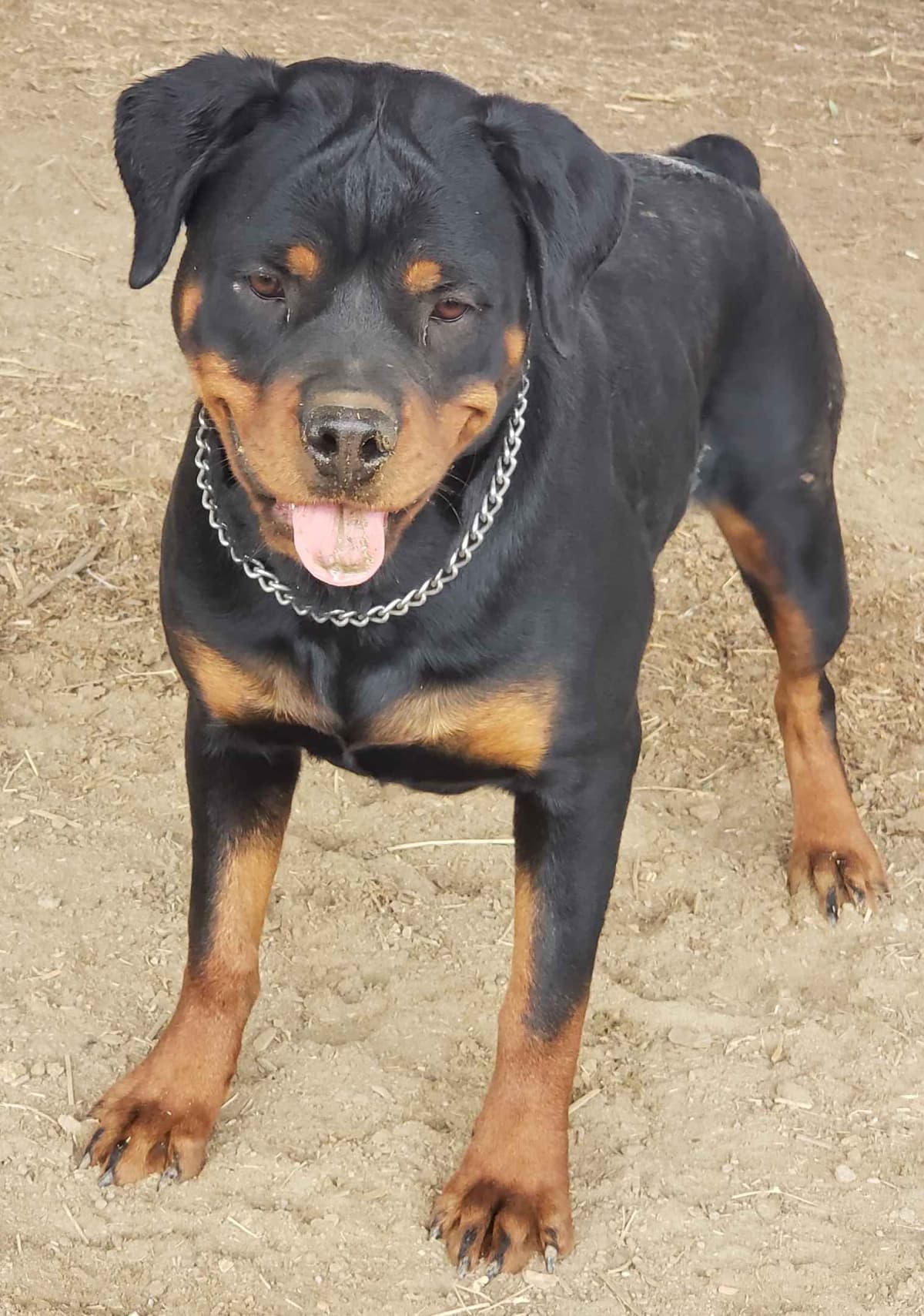 Rottweiler Puppies Kinders Royal Rotts bloodlines breeder image 4