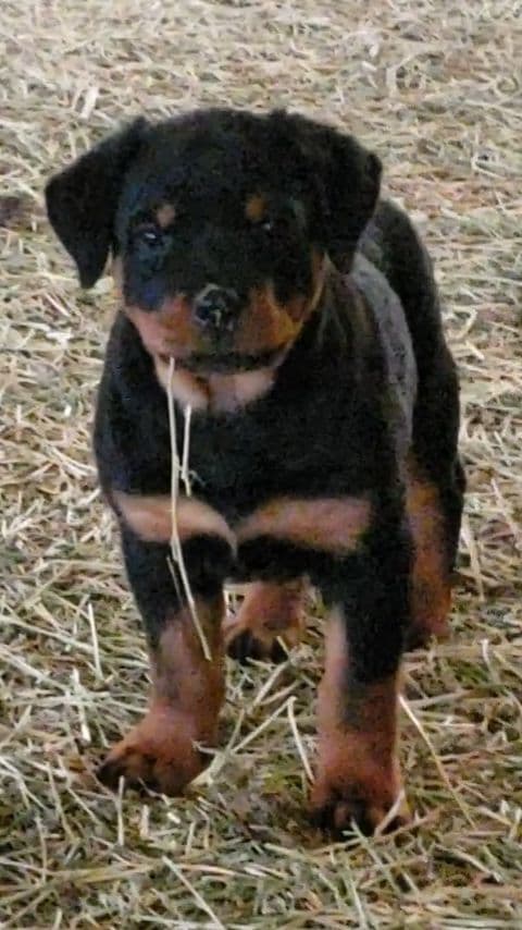 Rottweiler Puppies Kinders Royal Rotts bloodlines breeder image 12