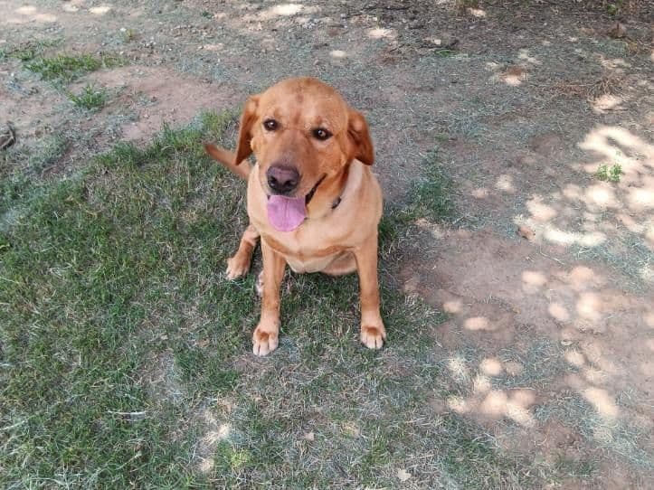 Labrador Retriever Puppies breeder image 5