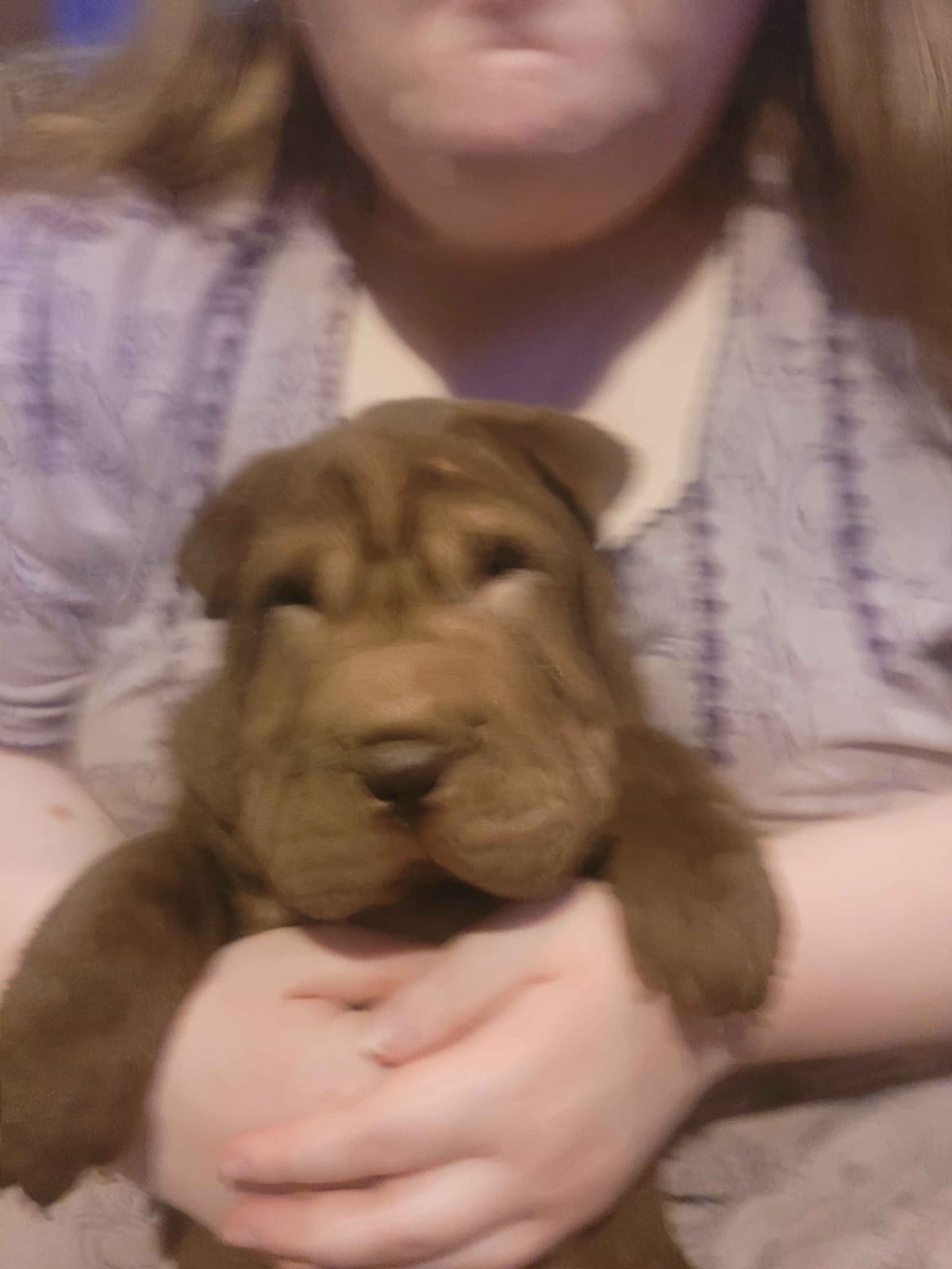 Chinese Shar-Pei Puppies breeder image 3