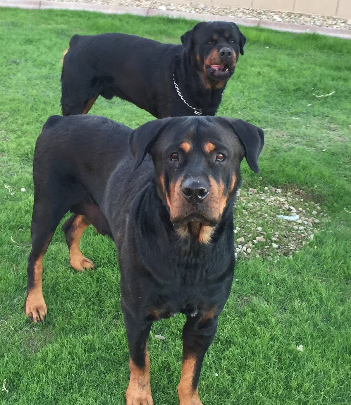 Rottweiler Puppies breeder image 3