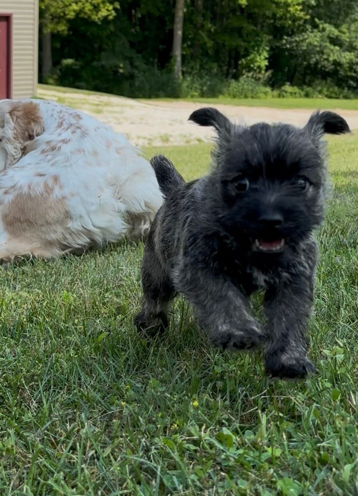 Cairn Terrier Puppies breeder image 7
