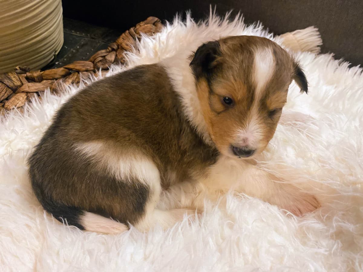 Shetland Sheepdog Puppies breeder image 9