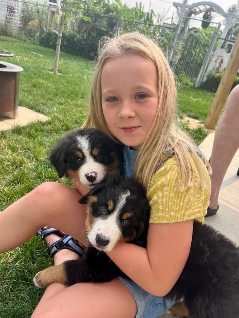 Bernese Mountain Dog Puppies breeder image 1