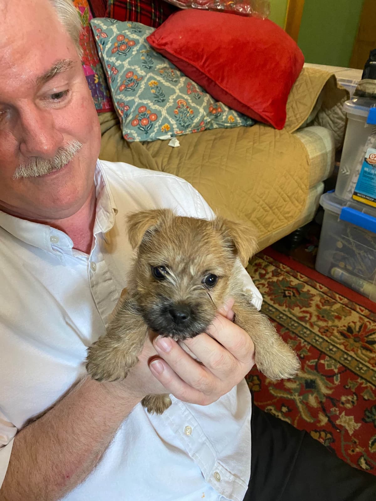 Cairn Terrier Puppies breeder image 2