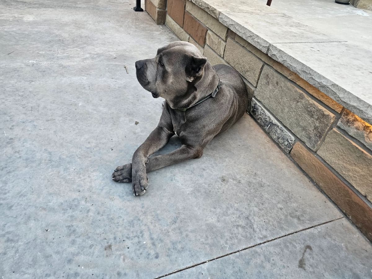 5 Cane Corso Puppies Available breeder image 3