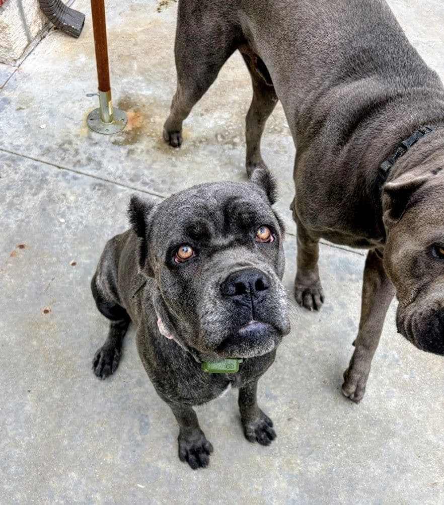 5 Cane Corso Puppies Available breeder image 7