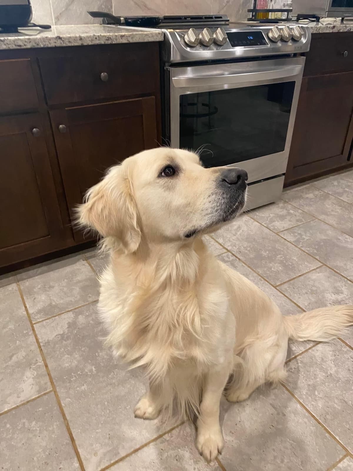 Golden Retriever Puppies breeder image 11