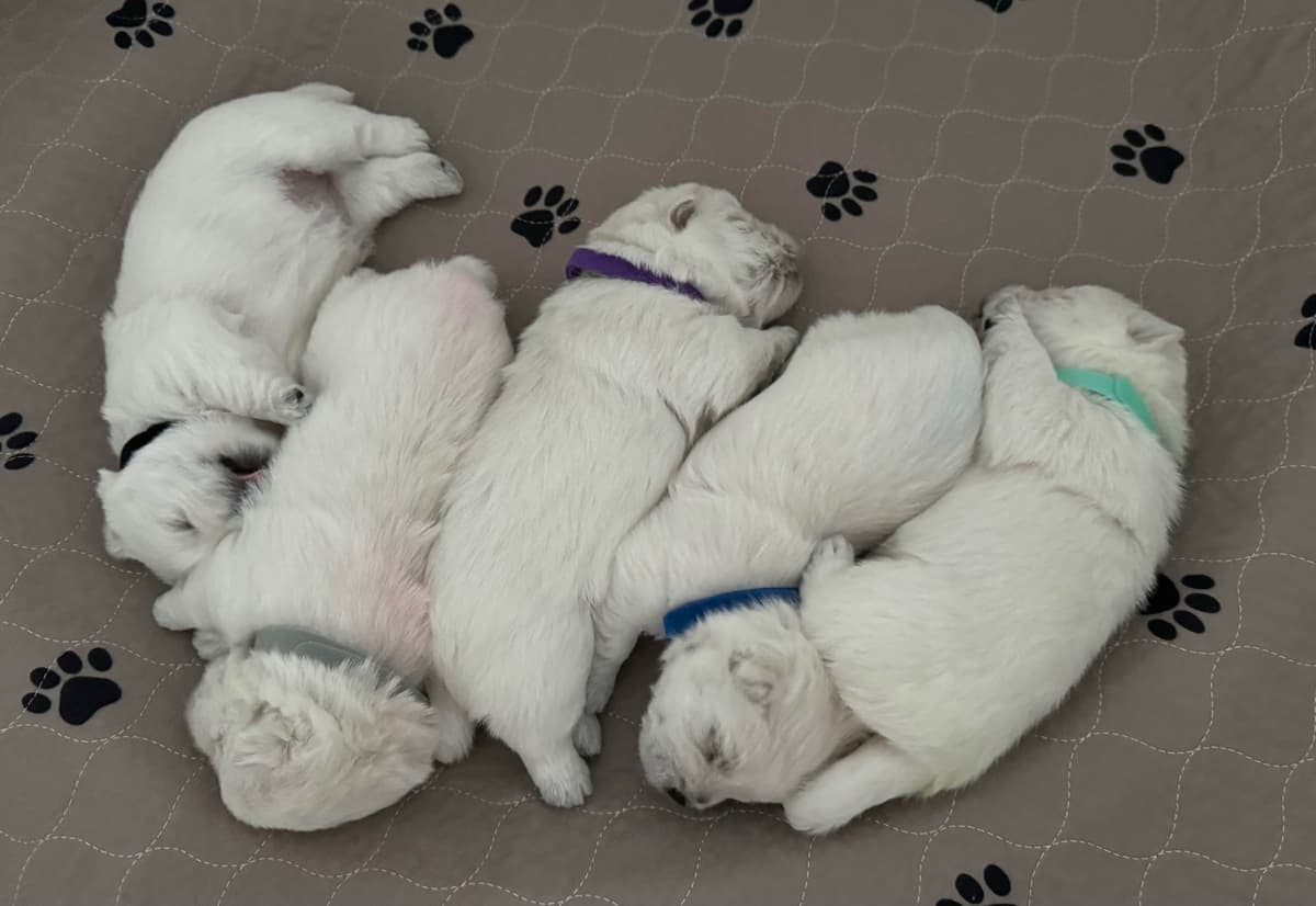 West Highland White Terrier Puppies breeder image 3