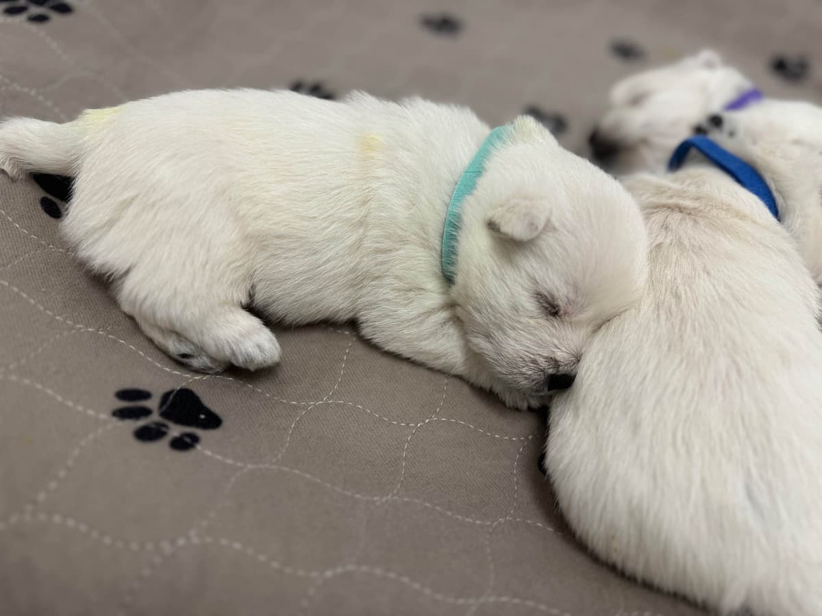 West Highland White Terrier Puppies breeder image 5