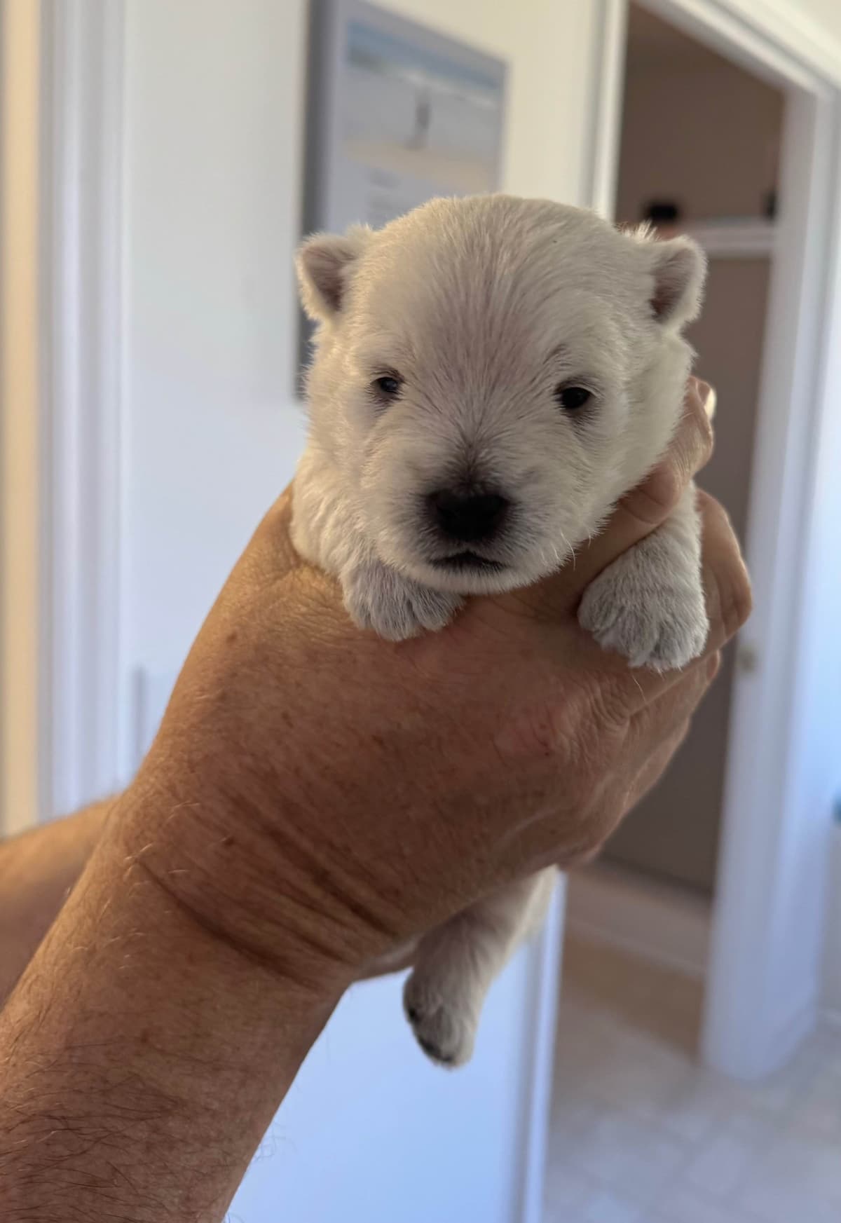 West Highland White Terrier Puppies breeder image 7