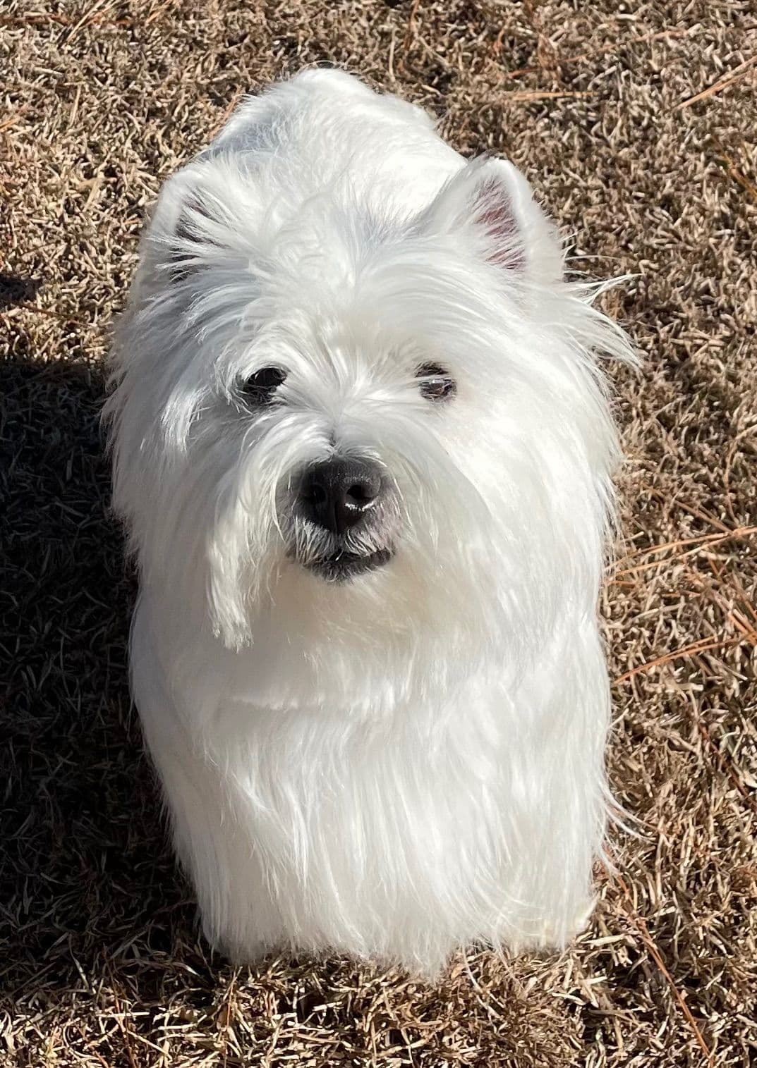 West Highland White Terrier Puppies breeder image 8
