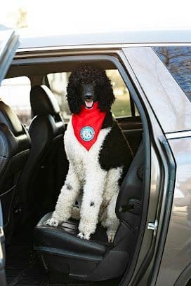 Parti Poodle Puppies breeder image 1