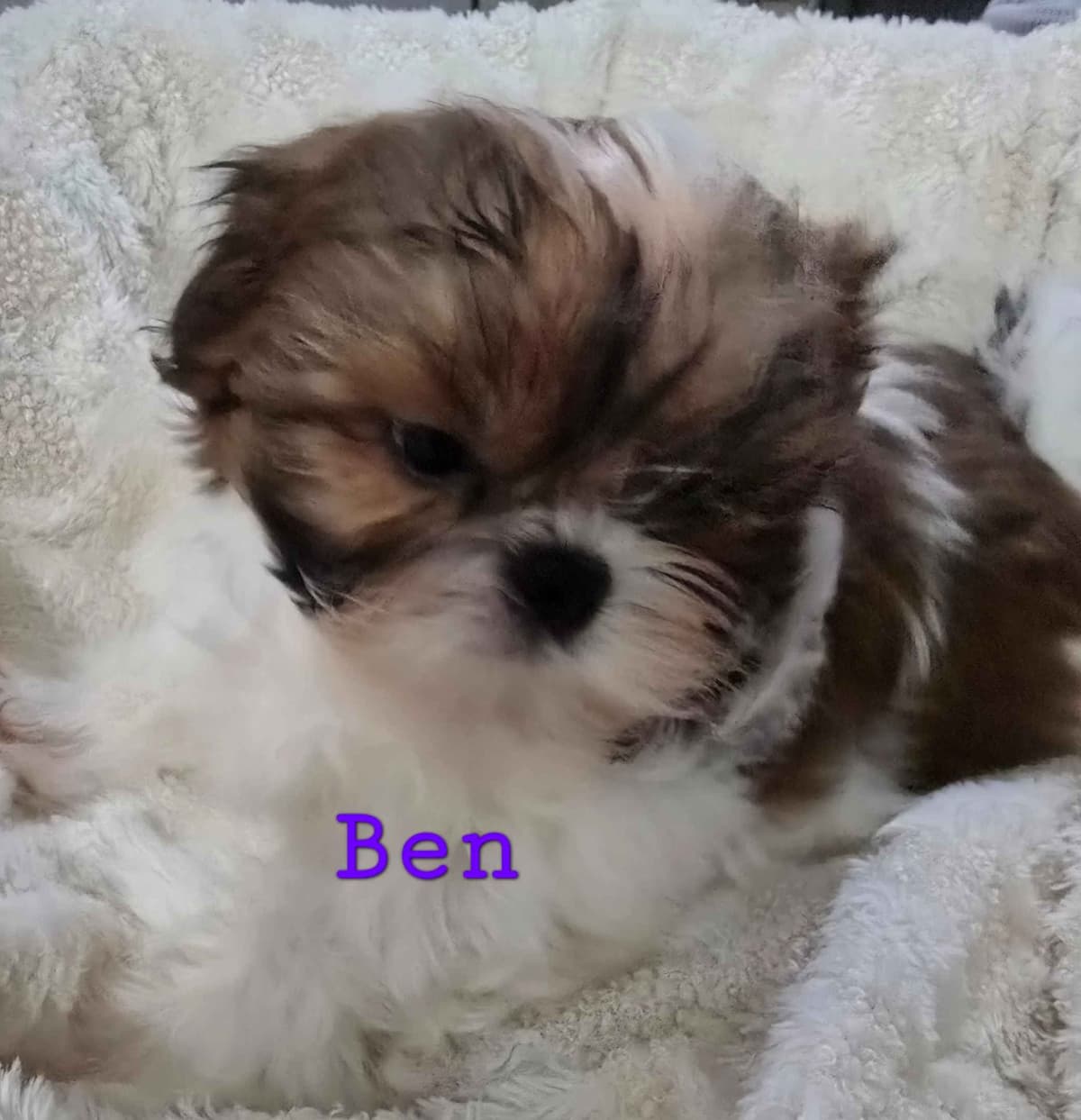 AKC Champion Bred Shih Tzu Price Reduced breeder image 7