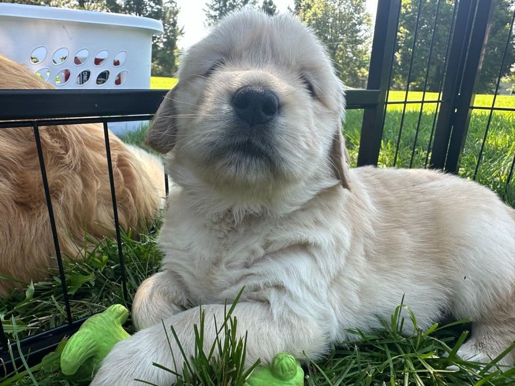 Golden Retriever Puppies breeder image 9