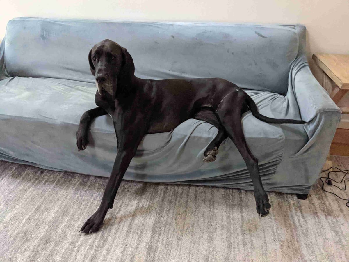 Great Dane Puppies breeder image 14