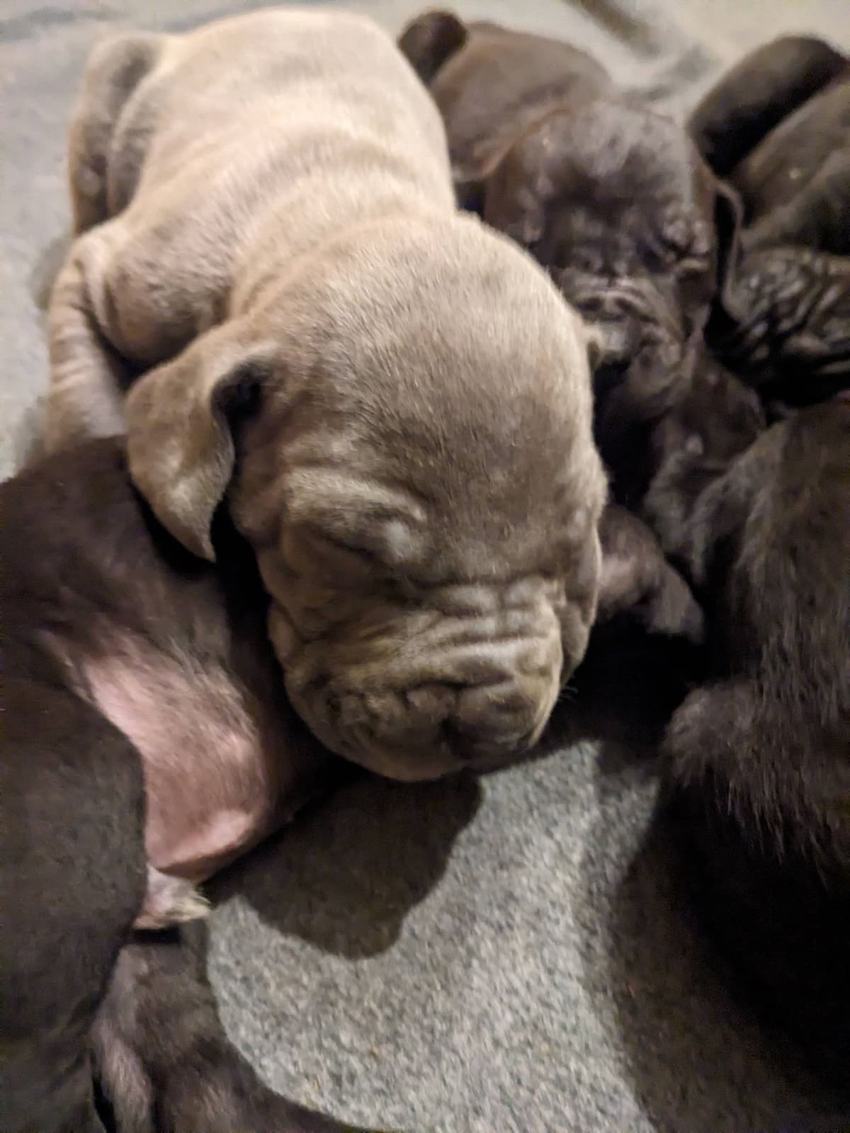 Great Dane Puppies breeder image 19