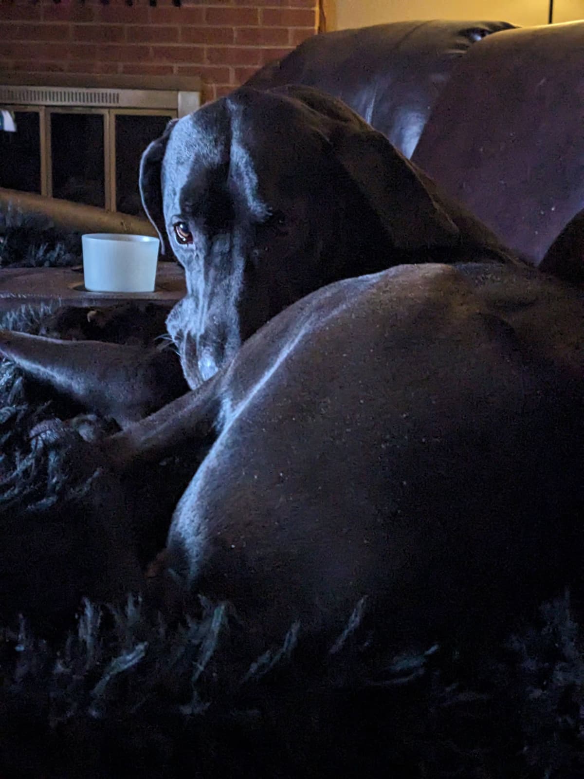 Great Dane Puppies breeder image 25