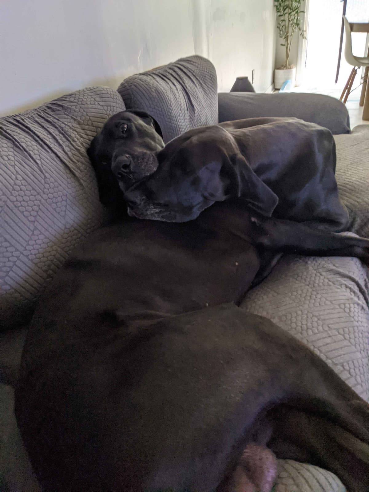 Great Dane Puppies breeder image 26