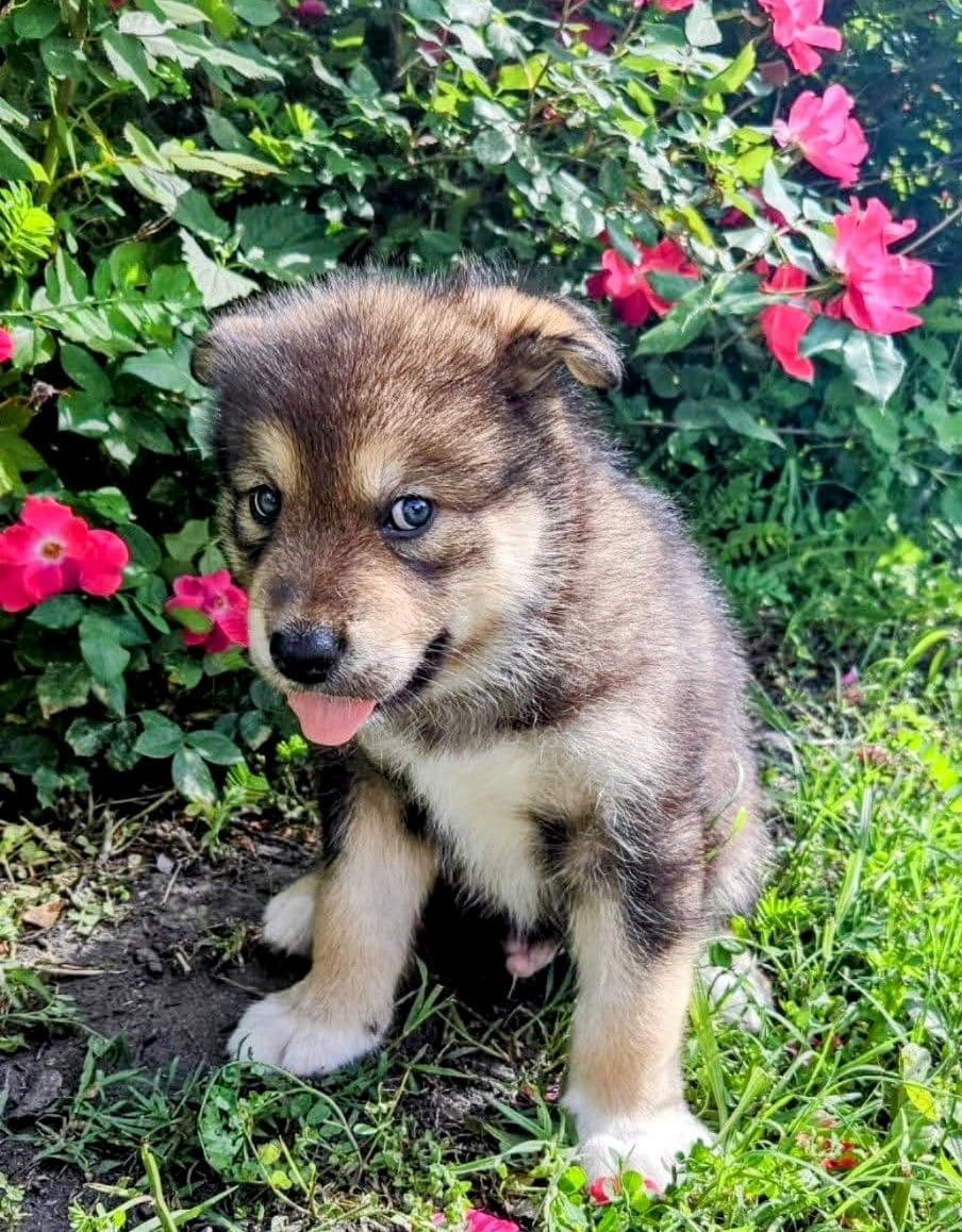 Alaskan Malamute Puppies breeder image 2