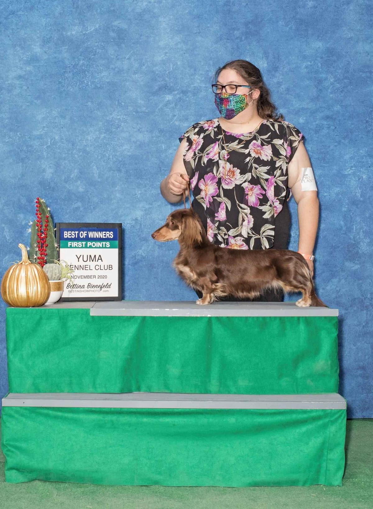 Grand Champion Line Dachshund Puppies - Loving Family Companions breeder image 3