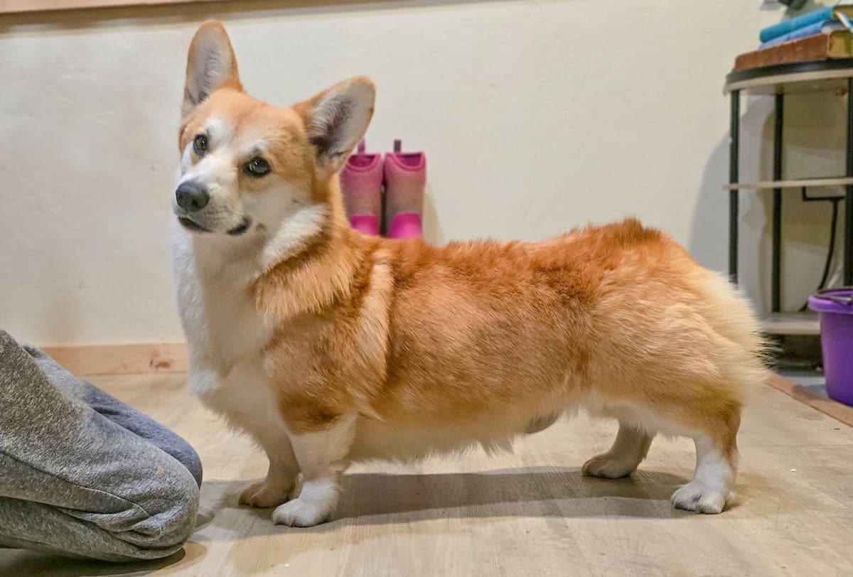 Pembroke Welsh Corgi Puppies breeder image 25