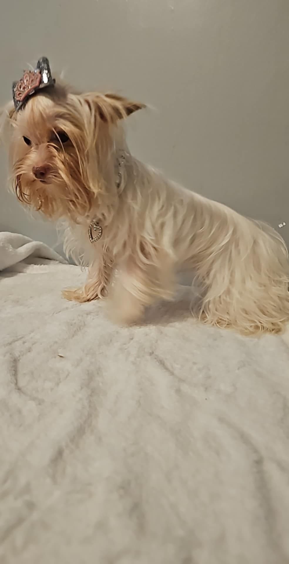 Yorkshire Terrier Puppies breeder image 5
