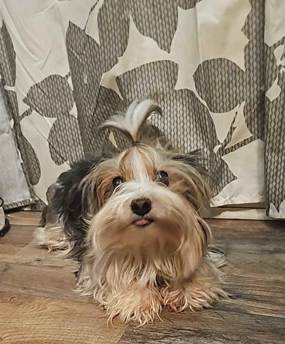 Yorkshire Terrier Puppies breeder image 6