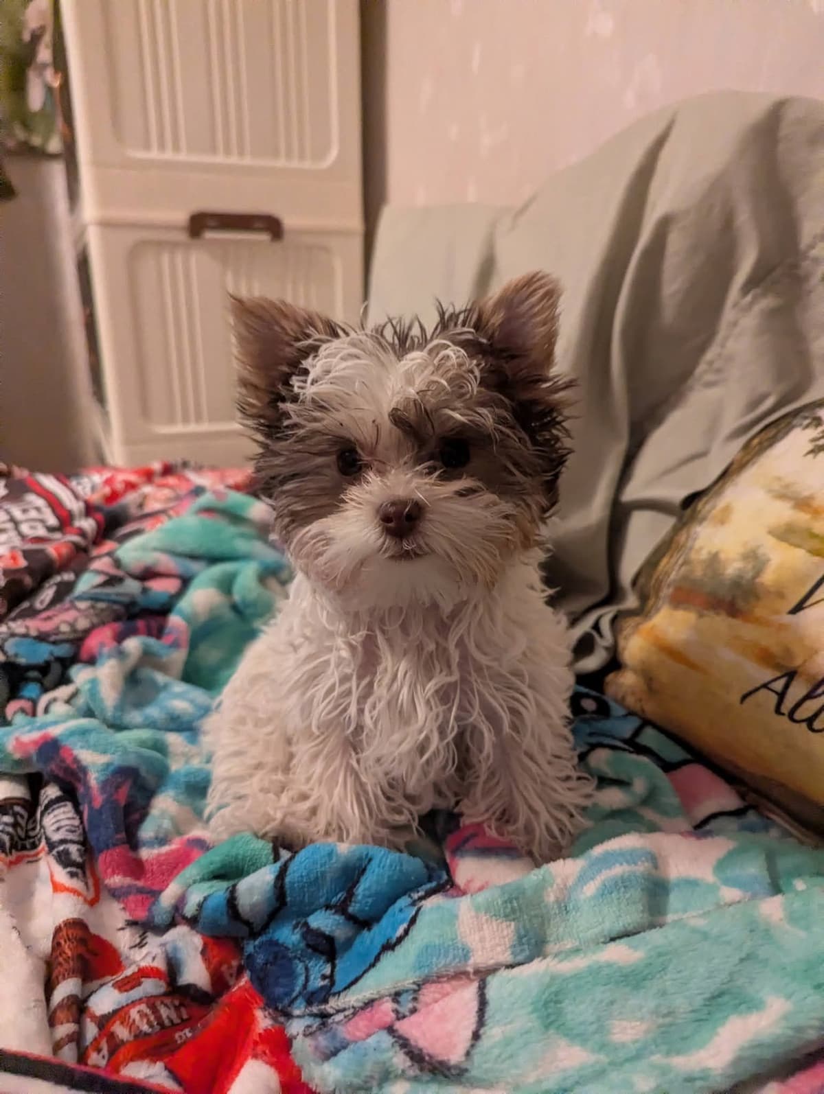 Yorkshire Terrier Puppies breeder image 15