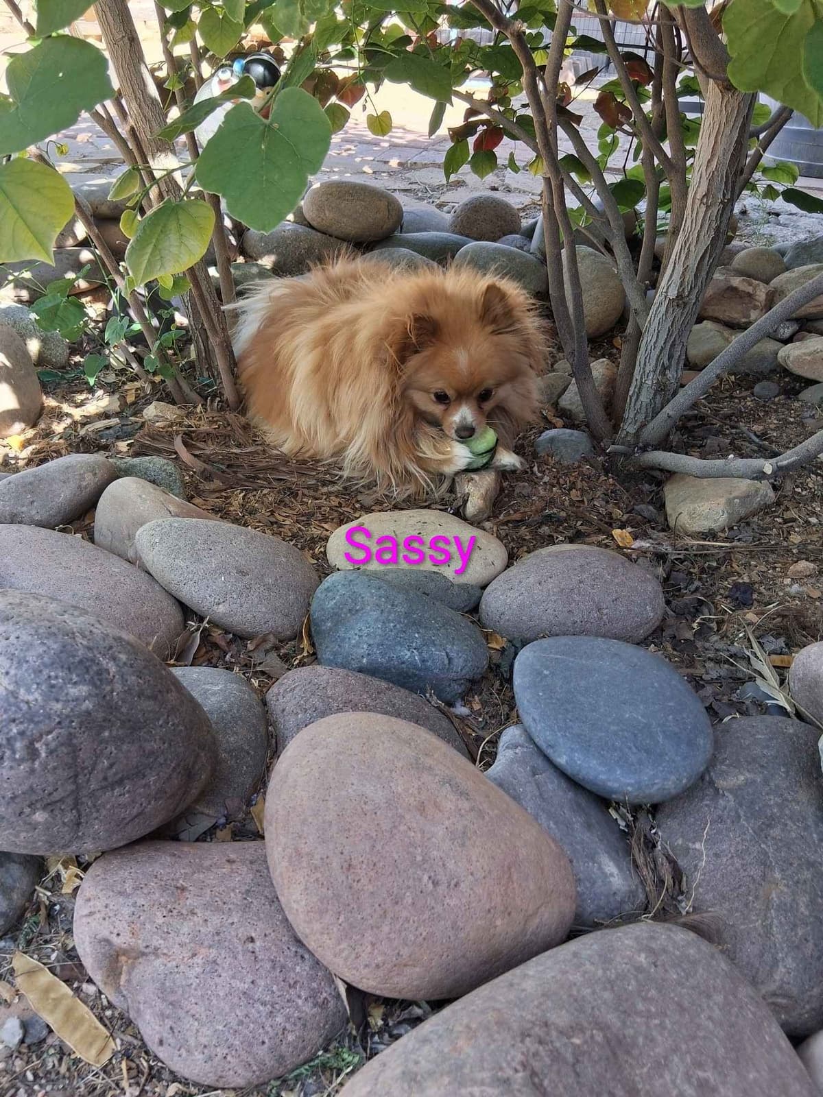 Pomeranian Puppies breeder image 12