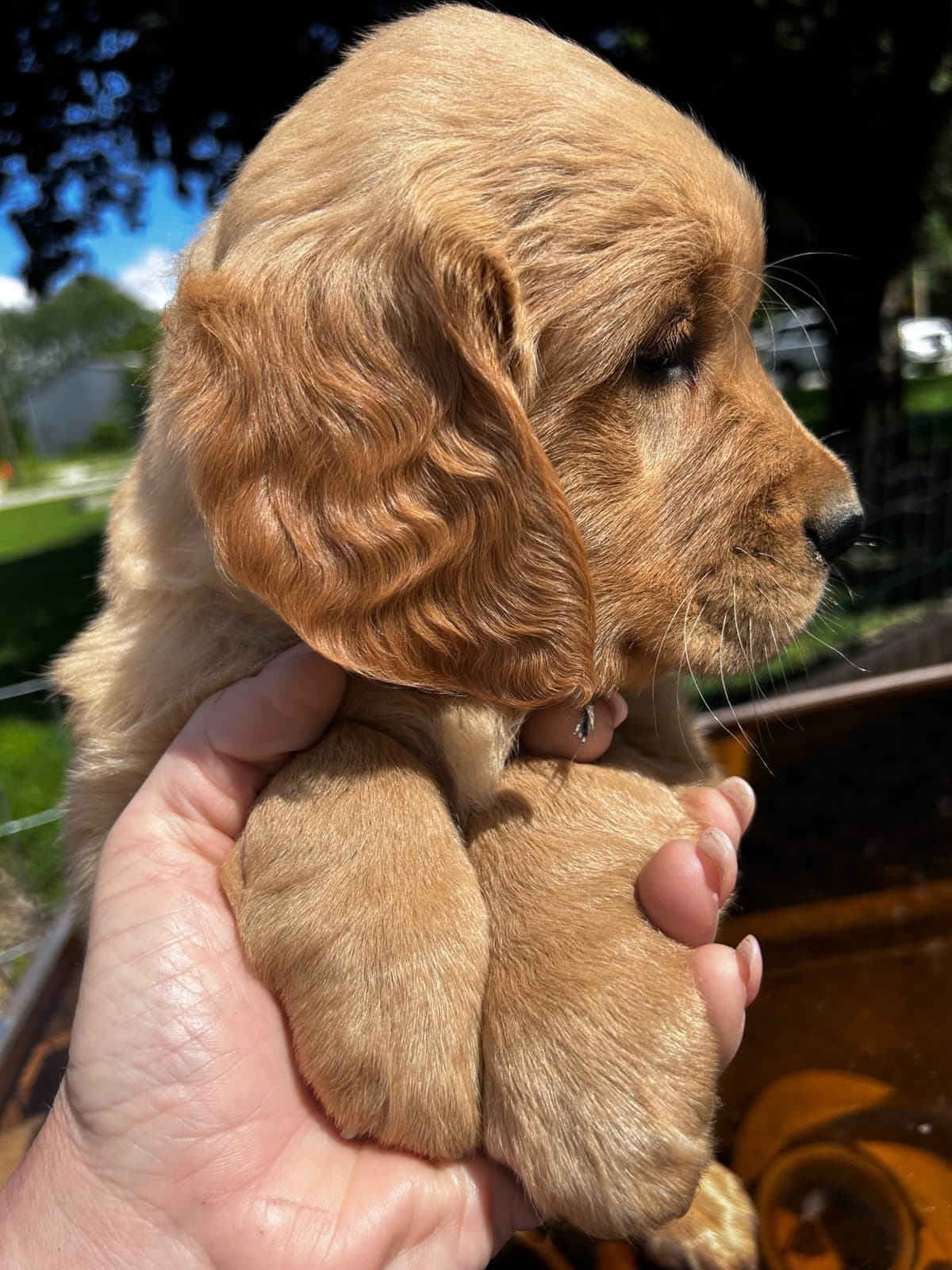 Golden Retriever Puppies breeder image 6