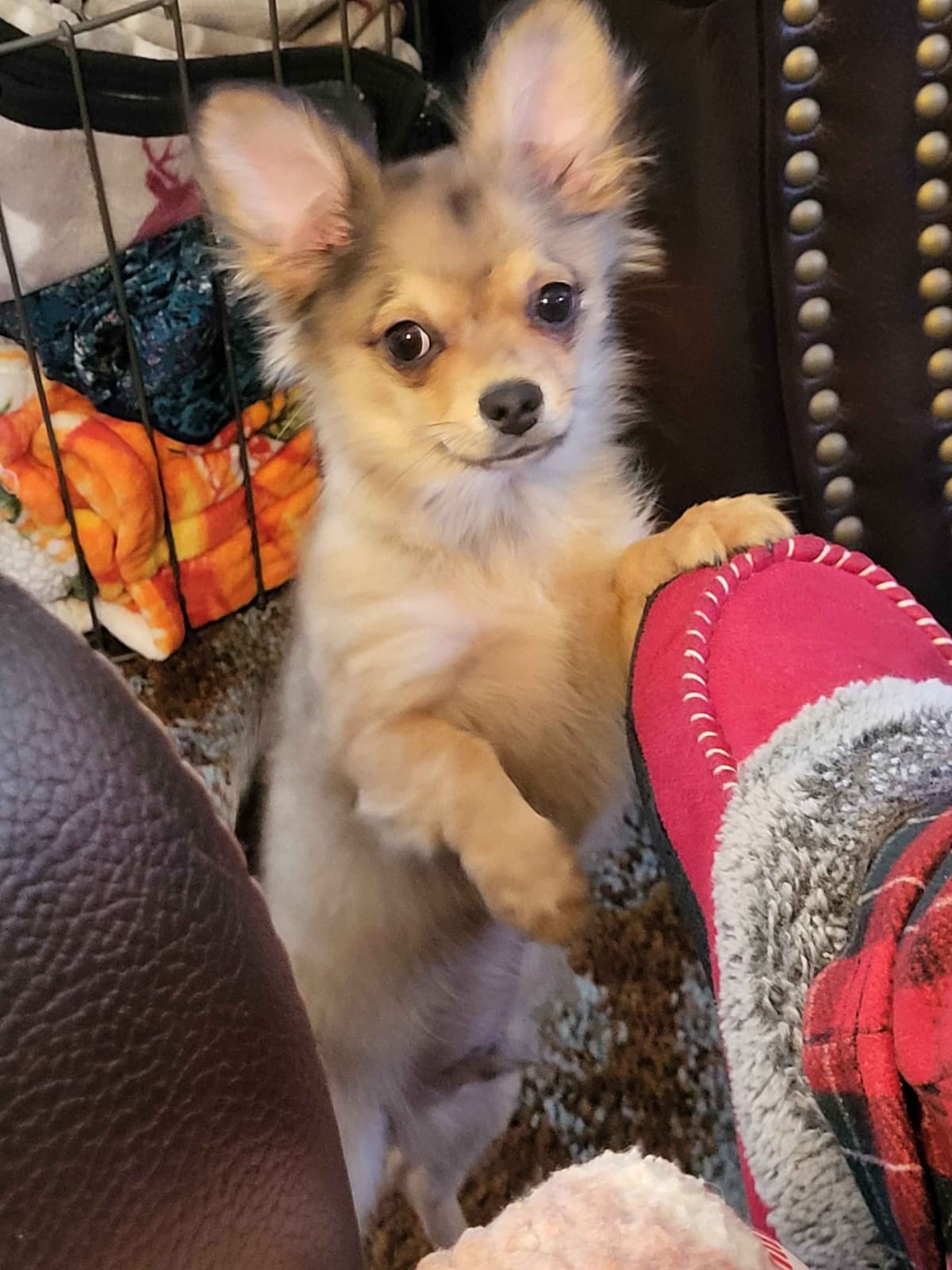 Chihuahua Puppies breeder image 20