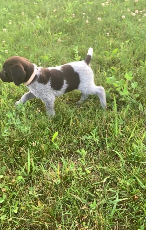 German Wirehaired Pointer Puppies breeder image 1
